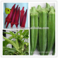 2015 Hybrid F1 Red Green Okra Seed For Planting